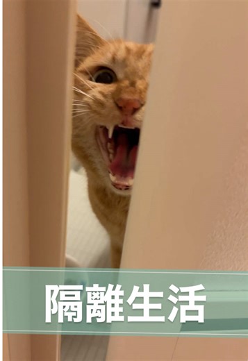 隔離生活を送る茶トラ女子猫の物語