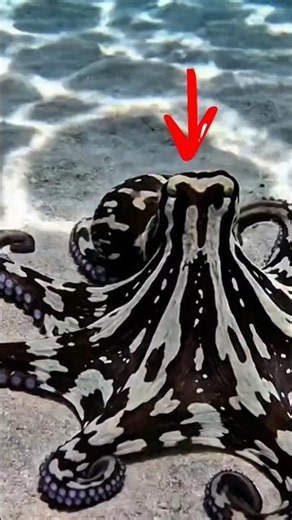 This Octopus Changes Shape to Escape Predators! 🐙😱 #amazinganimals #marinemystery #animalfacts