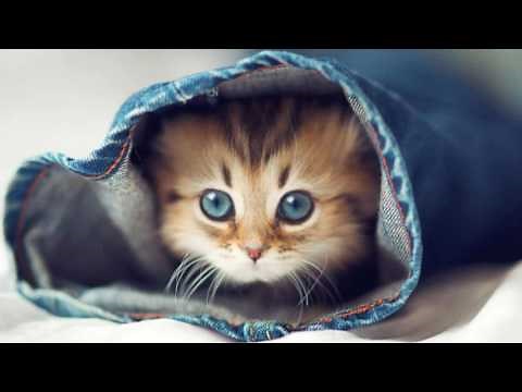 Photos chats mignons