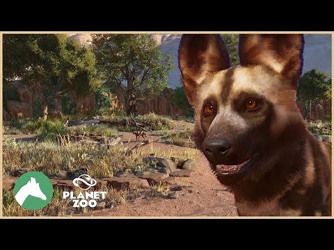 African Wild Dog Habitat | Desert Adventure Park | Planet Zoo