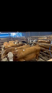 We have 600 head of cattle in the barn tonight, consisting of: • 75 Weigh Cows • 140 Stock Cows • 310 Tagged Calves • 75 Head of Grouped Calves We are expecting around 1,000 head tomorrow. Sale Times: 11:00 AM — Weigh Cattle 12:00 PM — Breeding Bulls & Stock Cattle 2:00 PM — Calves Can’t make the sale? Bid online at DV Auction. “With God all things are possible.” — Matthew 19:26 Thank you & God Bless | Tadlock Stockyard