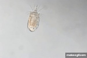 A complete three dimensional reconstruction of the myoanatomy of Loricifera comparative morphology 1 on Make a GIF