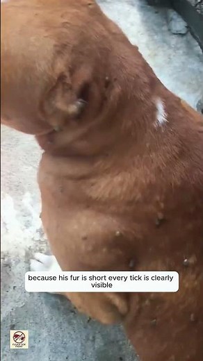 Dog Covered in Ticks 😱 | Severe Tick Infestation on Short-Haired Dog (What Would You Do?)