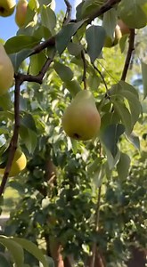 Turn One Pear into a Pear Tree: A Complete Guide from Seeds to Seedling | Growth garden insight