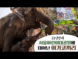 서울어린이대공원 동물원 아기 코끼리 탄생