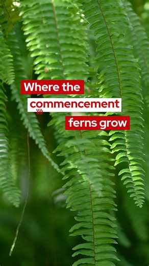 14K views · 113 reactions | As campus gears up for Spring 2025 Commencement ceremonies on Friday and Saturday, you may have wondered where all those beautiful ferns on stage come from. They’re actually grown on campus, and when the ceremony is over, some of the ferns are planted on campus for everyone to enjoy. | University of Wisconsin-Madison | Facebook