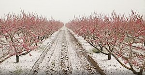 Earliest spring in 40 years blooms amid record warmth in parts of US