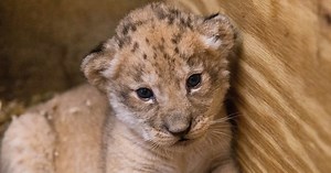 Lion Cub Dies At Zoo After Mother 'Inadvertently' Injures Her