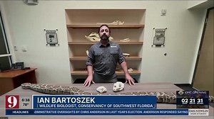 Biologists say a giant python’s death is a positive sign for Everglades’ ecosystem