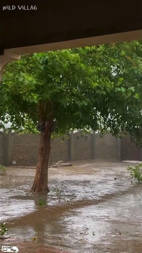 Scary Storm Sound Effect In Punjab | Strong Wind Storm Topples Trees🌪️ Rainy Weather #nature #sound