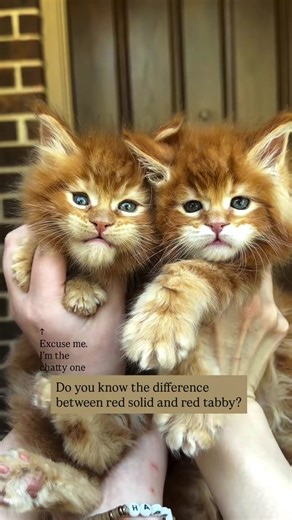 Maine Coon Cat Color Differences: Red vs. Red Tabby