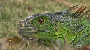 Mysterious reptile that baffled entire Baton Rouge neighborhood returned to owner
