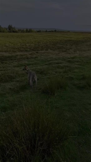 David Donaldson on TikTok