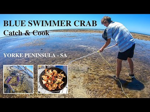 Blue Swimmer Crabs Catch and Cook - Yorke Peninsula, South Australia.