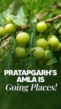 Pratapgarh’s Amla Story: How ODOP Is Creating New Opportunities