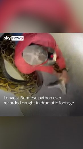 92K views · 228 reactions | Dramatic footage shows the moment a local hunter wrestles with the longest Burmese python ever recorded. #Florida #Burmesepython | Sky News | Facebook