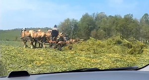 961K views · 15K reactions | This clip is from FIRST CUTTING hay on May 8 near New Bedford Ohio. I love to watch Amish farmer's working their fields. JD | AmishLeben | Facebook