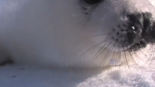 现在是豹豹Time！海豹宝宝叫声纯享视频 YTB：Baby Harp Seal ch_哔哩哔哩_bilibili