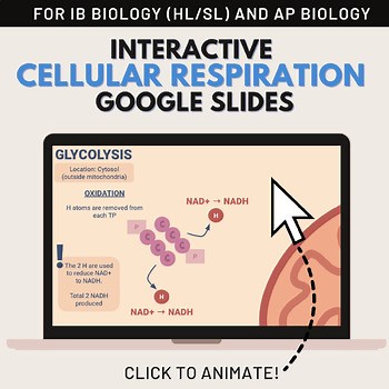 Cellular Respiration Interactive Slides | IB Biology