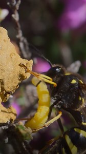 Wasps feed live caterpillars to young. | Nature | PBS