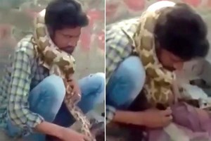 Python tries to kill snake charmer