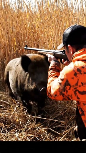 GIANT WILD BOAR #wildboarhunting #invasivespecies #shortvideo