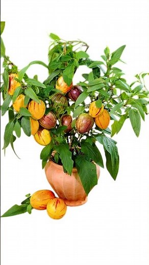 How to Grow Pepino Melon 🍈 Tree