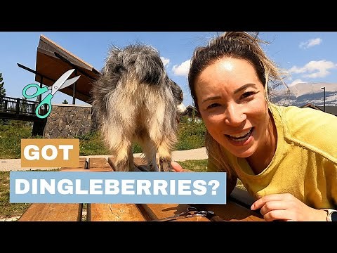 How I Groom My Australian Shepherd's Bum Hair