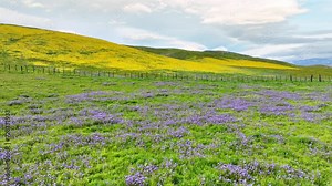 Flying over a super bloom of wild flowers outside of Los Angeles. Normally a desert, but blooming with flowers from recent rains.
