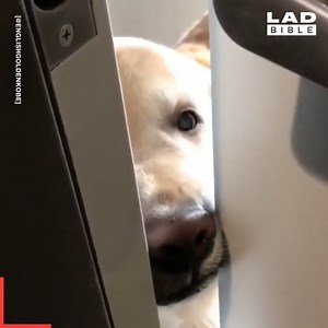 7.7M views · 636K reactions | Dogs are always happy to see their owners!  | GOODLAD | Facebook