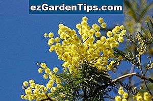 Come coltivare Mimosa Hostilis 🌱 Consigli Giardinieri - It.ezGardenTips.com
