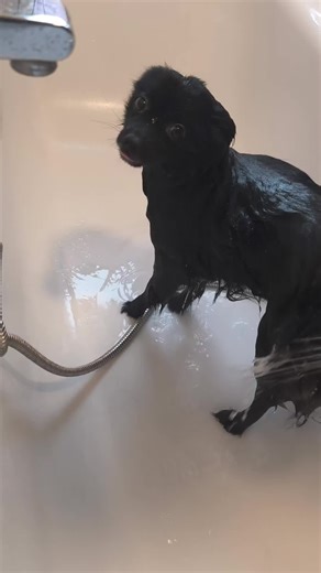 #dogtok #fyp #viralvideos