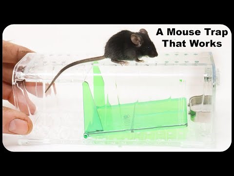 This Trap Even Catches Tiny Baby Mice. A Great Mouse Trap Being Sold On Amazon.Mousetrap Monday