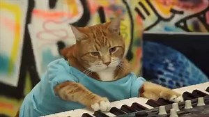 24K views · 1.4K reactions | Double treat for y'all! | Keyboard Cat | Facebook