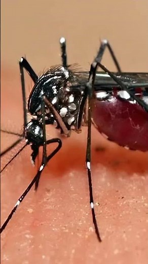 Mosquito sound effect | free download #mosquitobuzzing