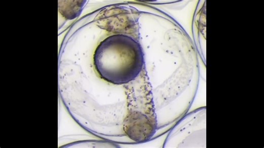 Full developement during the micro gravity experiment simulation | Stephanie Soquet