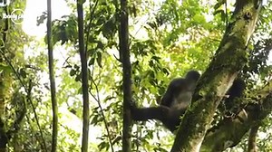 27K views · 559 reactions | For today's travel escape let's check in on some gorillas in the wild. | Lonely Planet | Facebook