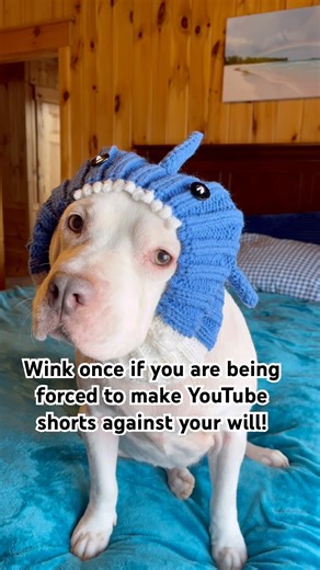 Is Anybody Else Winking! #dogshorts #pitbull #cutedog #dog