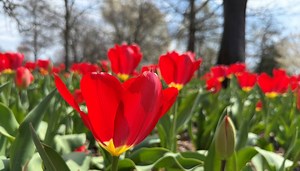 Tulip fields, must-see destinations in Ohio
