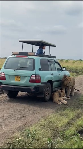 Kabira Safaris Africa | The Luxury Safari Co. on Instagram: "The Ultimate 2 Weeks Uganda And Rwanda Safari Adventure. The Ultimate 2 Weeks Uganda And Rwanda Safari Itinerary Guide For First Timers Guide offers Primates tracking and Wildlife tours. Uganda and Rwanda are blessed with incredible primates including gorillas and chimpanzees as well as big game. This 2 weeks Uganda and Rwanda Safari heads to all the main points and includes chimp tracking in Kibale, chimps in Kyambura Gorge, tree clim