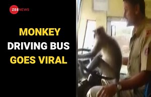 WATCH - Monkey driving bus in Karnataka goes viral! | Zee News English