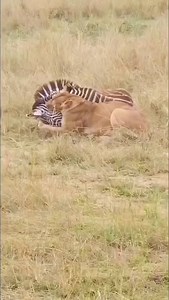 3.9K reactions · 16 shares | lion hunting zebra | African Safari Guide | Facebook