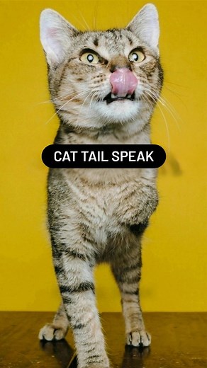 Ask My Cats | All About Cats & Kittens | Save it now, it will help you later to understand your cat! . . . #CatFacts #CatBehavior #CatLife #CatLovers #CatsOfInstagram... | Instagram