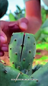 Exotic Agriculture: Unveiling the Deliciousness of Cactus Fruit #AgriculturalInnovation