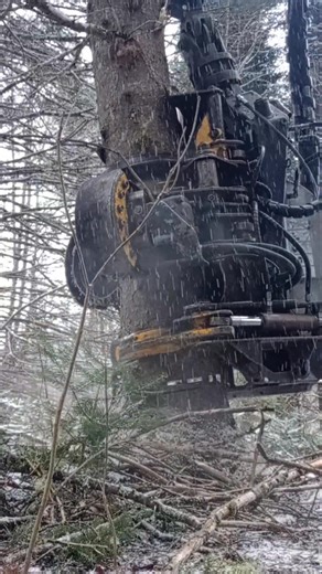 Ponsse Beaver Harvesting Spruce in the North Maine Woods #forestry #logging #Maine | Big T Lumber