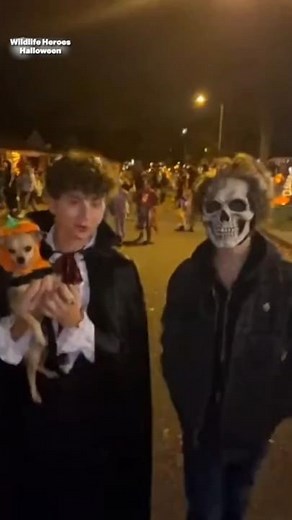 Happy Halloween! 🎃 Funny moment caught on camera – Dog reacts to costumes!