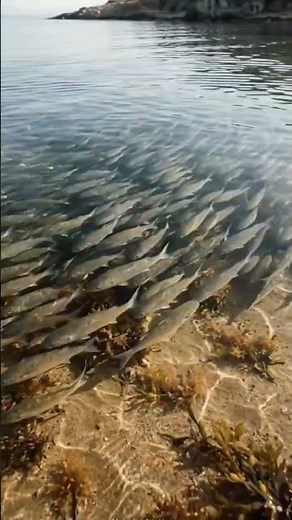 🐟 Thousands of Fish Swimming Together! 😍 Amazing Underwater Nature View #Shorts
