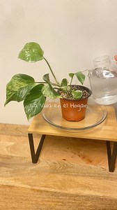 💚 Cómo se ve un Poto que le falta agua? 👌💦🪴 #lavidaenelhogar #plantas #plantasdecasa #plantaspurificadoras #plantasinterior #plantasdecorativas | La Vida en el Hogar