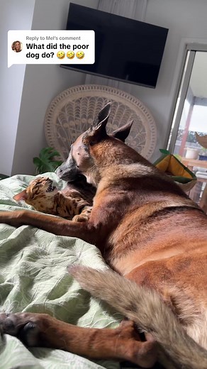 Solving Sibling Rivalry Between a Bengal Cat and a Belgian Malinois