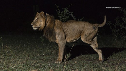 Meet Jacob, the 10-year-old amputee known for being "Africa's most resilient lion." After surviving being gored, his family being poisoned and two attempted poachings, he and his brother just managed to break a record in Uganda as they made a treacherous swim across a crocodile-filled waterway. https://cbsn.ws/3XRFFl8 | CBS News
